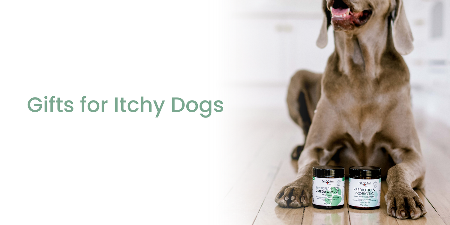 Gifts For Itchy Dogs